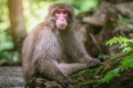 2026/06/Snow-monkey-shade.jpg
