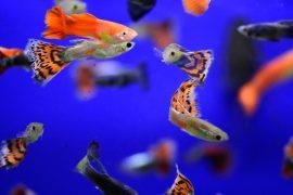 Freshwater,Aquarium,Fish,,The,Guppy,(poecilia,Reticulata),,Millionfish,,Rainbow,Fish
