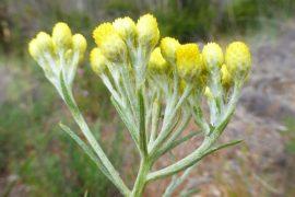 2026/06/National-Herbarium-of-Ukraine.jpg
