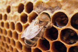 2026/06/Queen-bee-nursery-.jpg