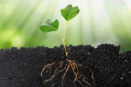 2026/06/plant-DNA-repair.jpg