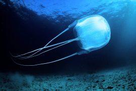2026/06/Box-jellyfish.jpg