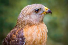2026/06/Hawk-daughters-1.jpg