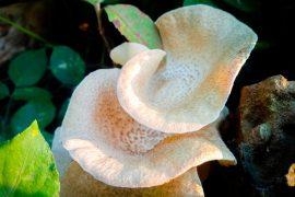 2026/06/Lentinus-squarrosulus.jpg