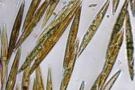 2026/06/harmful-algae-shellfish-toxins-europe.jpg