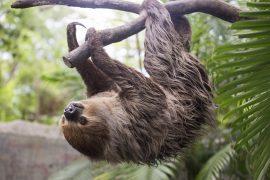 2026/06/Sloth-genes.jpg