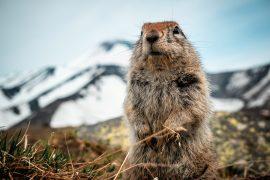 2026/06/Frozen-squirrel-droppings.jpg
