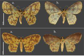 2026/06/new-moth-species_Orixas-name_Nature_3m.jpg
