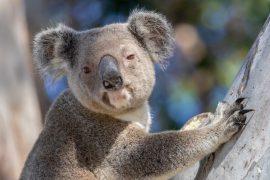 2026/06/koala-population-decline.jpg