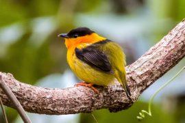2026/06/manakin-birds-fruit.jpg