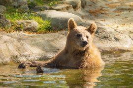 2026/06/Wildlife-heat-warning-system.jpg
