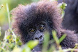 2026/06/Gorillas-trust-humans.jpg