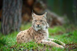 2026/06/International-Lynx-Day.jpg