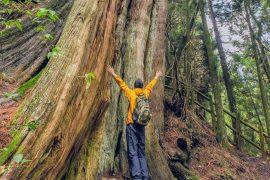 2026/06/Taiwan-giant-trees-.jpg