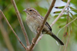 2026/06/Bird-song-travel.jpg