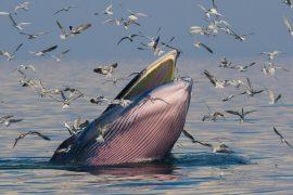 2026/06/AI-detect-whale-calls.jpg