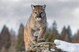 2026/06/National-Cougar-Day.jpg