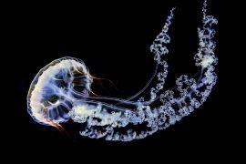 2026/06/Deep-sea-genes.jpg