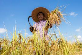 2026/06/Rice-production.jpg