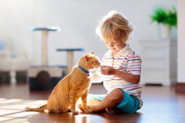 2026/06/Cats-asthma.jpg