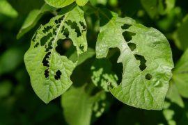 2026/06/Tough-leaves-insects.jpg