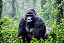 2026/06/wildlife-conservation.jpg