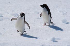 2026/06/Hungry-penguins.jpg