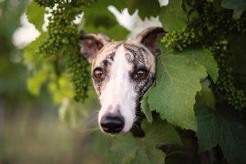 2026/06/Dogs-lanternfly-eggs.jpg
