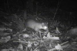 2026/06/bornean-ferret-badger_AJ-Hearn_2m.jpg