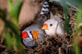 2026/06/Zebra-finch-heat-calls.jpg