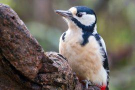 2026/06/Forest-wildlife.jpg