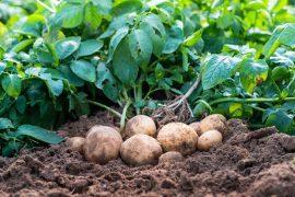 2026/06/Potato-leaves-pollution.jpg