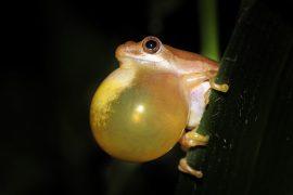 Male,Painted,Reed,Frog,(hyperolius,Marmoratus),Calling,During,The,Night