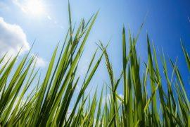 2026/06/Plant-heat-adaptation.jpg