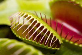 2026/06/Venus-flytrap-snap.jpg