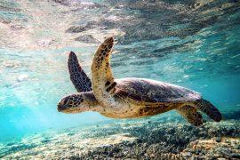 2026/06/World-Sea-Turtle-Day.jpg