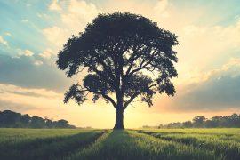 2026/06/Tree-carbon-storage.jpg