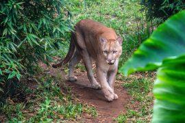 2026/06/Mountain-lions-people.jpg