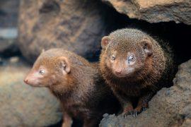 2026/06/Dwarf-mongooses-rivals.jpg