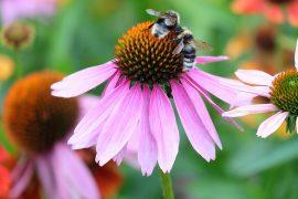 2026/06/Bee-stress.jpg