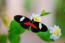 2026/06/Butterfly-aging.jpg