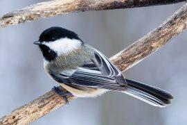 2026/06/Mountain-chickadee-mating.jpg