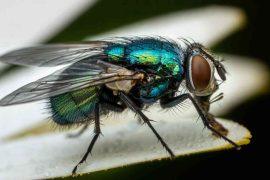 2026/06/brain-map-nervous-system-fly.jpg