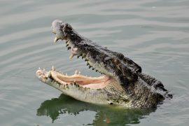 2026/06/World-Crocodile-Day.jpg
