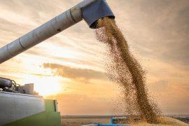 2026/06/soybean-climate-change.jpg