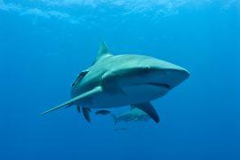 A,Bull,Shark,At,Pinnacles,In,Mozambique