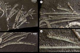 2026/06/450-million-year-old-sea-crinoid-fossil.jpg