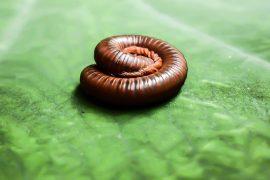2026/06/Millipede-evolution.jpg