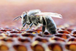 2026/06/Bees-climate-change.jpg