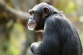 2026/06/Ape-intelligence.jpg